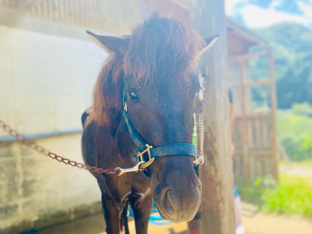 対州馬 at 目保呂ダム馬事公園