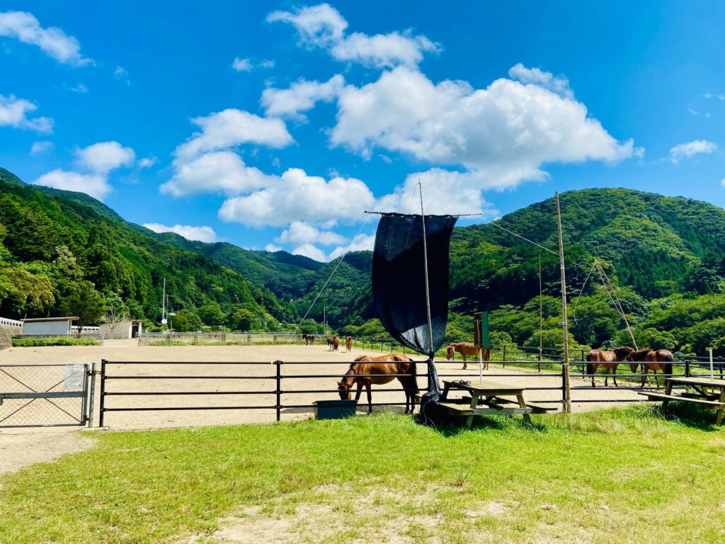 対州馬 at 目保呂ダム馬事公園