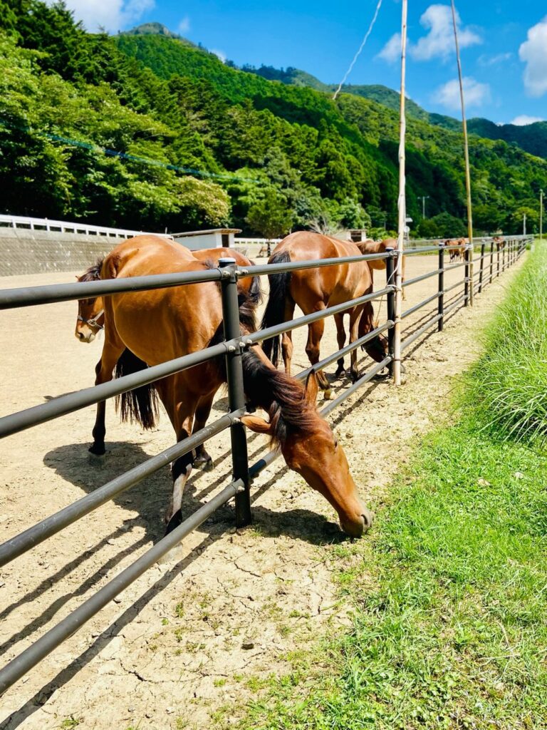 対州馬 at 目保呂ダム馬事公園