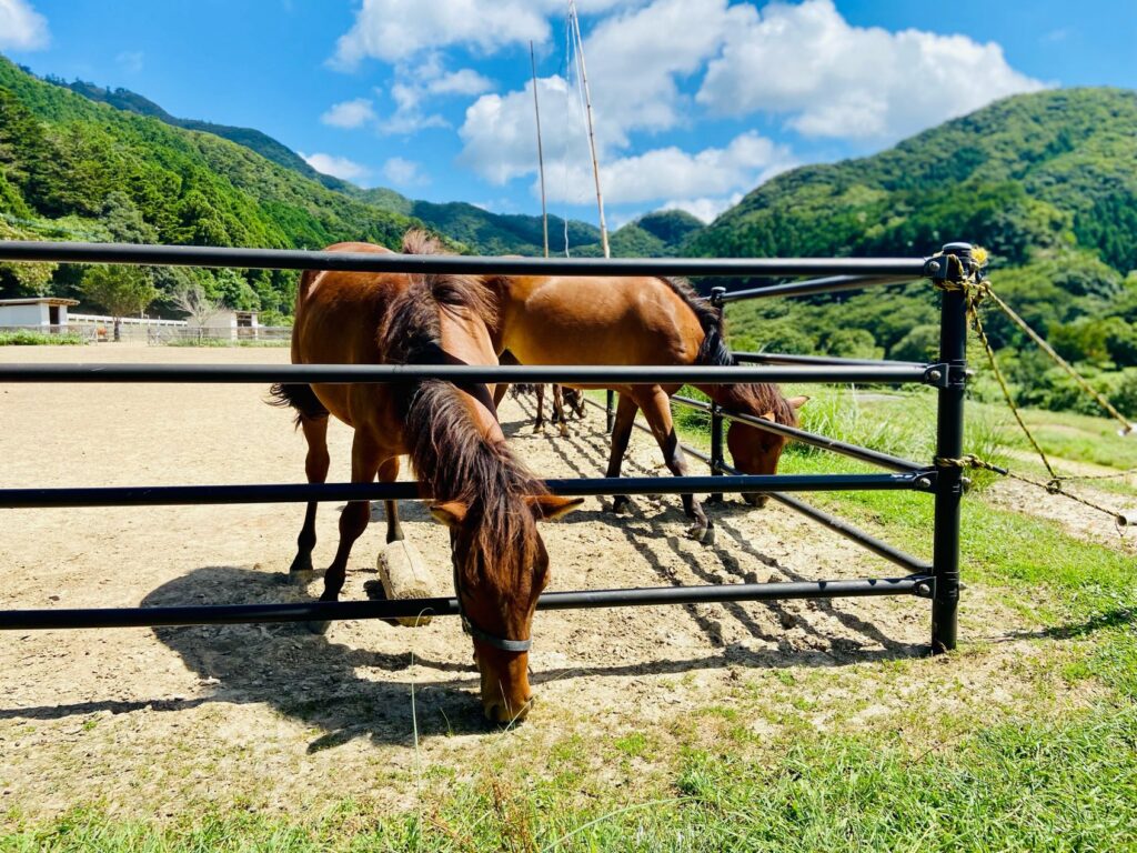 対州馬 at 目保呂ダム馬事公園