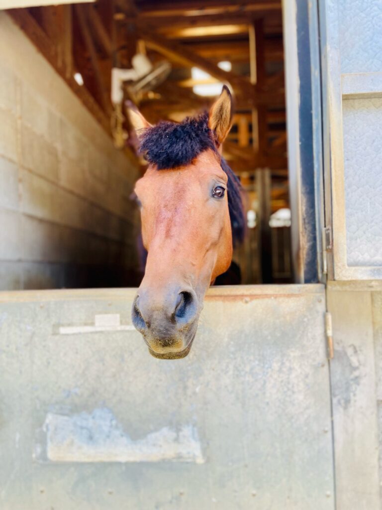 対州馬 at 目保呂ダム馬事公園