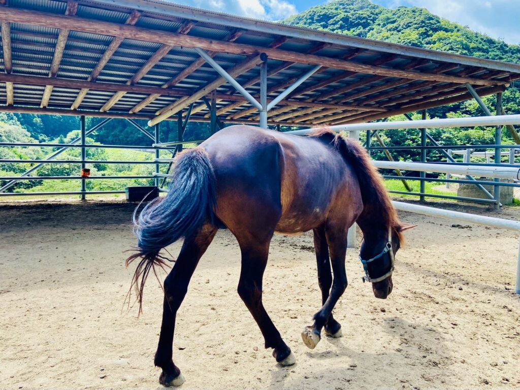 対州馬 at 目保呂ダム馬事公園