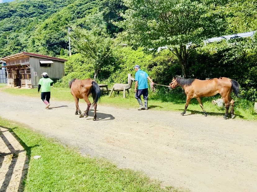 対州馬 at 目保呂ダム馬事公園