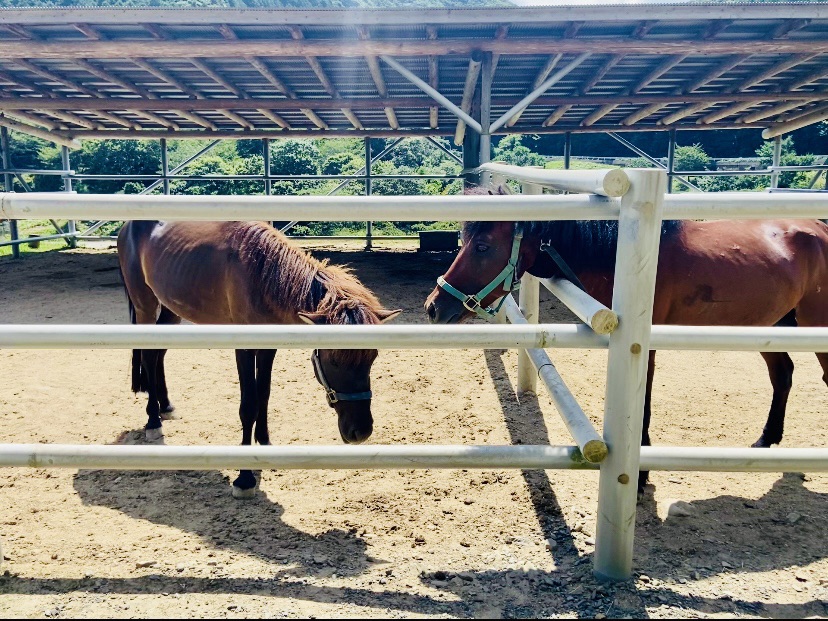 対州馬 at 目保呂ダム馬事公園