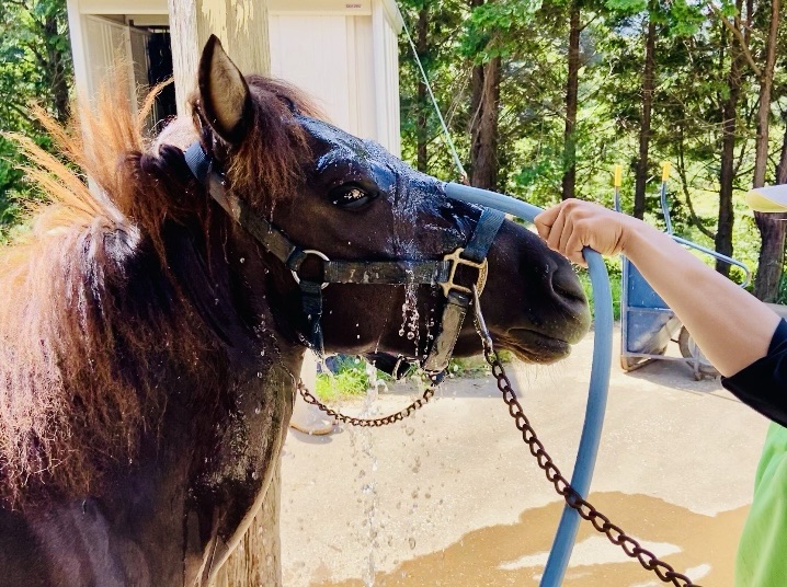 対州馬 at 目保呂ダム馬事公園